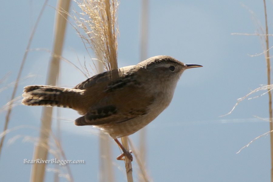 bird watching marsh wrens on the bear river migratory bird refuge