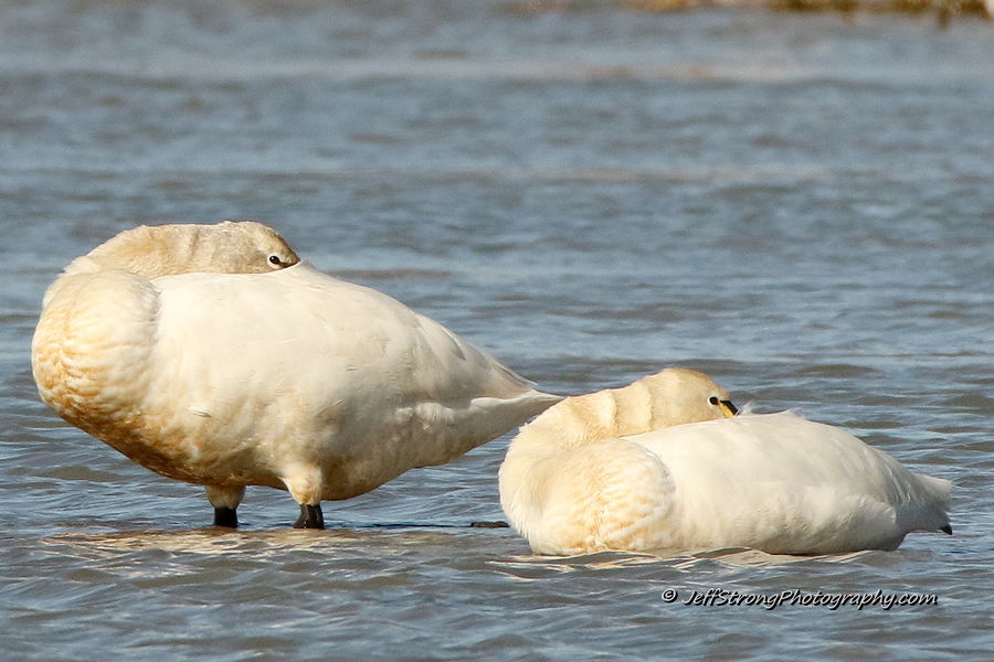 tundra swans resting on the bear river migratory bird refuge