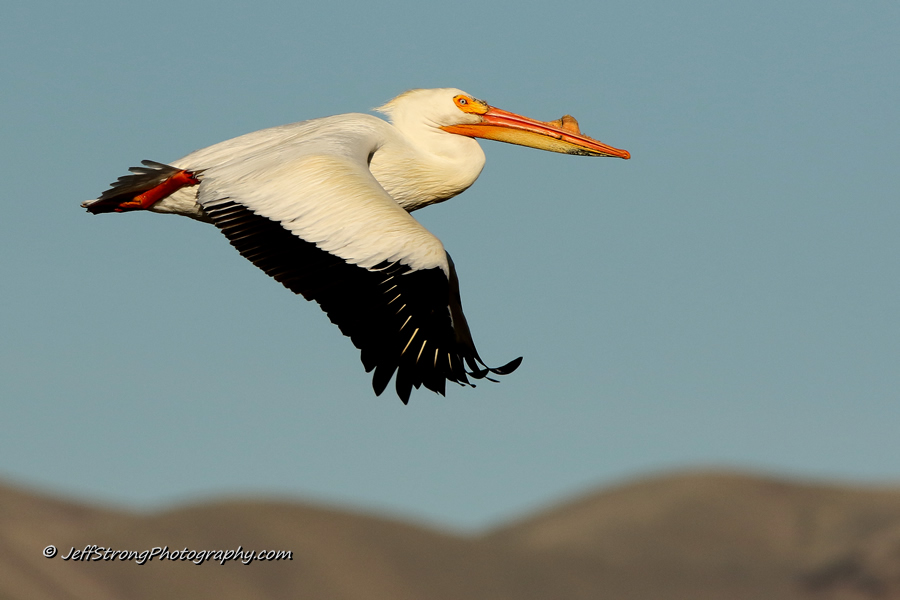 pelican soaring on the bear river migratory bird refuge