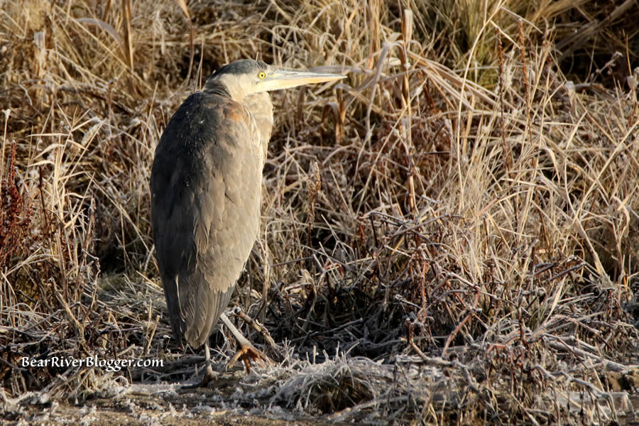 great blue heron standing on a frozen bank along the bear river.