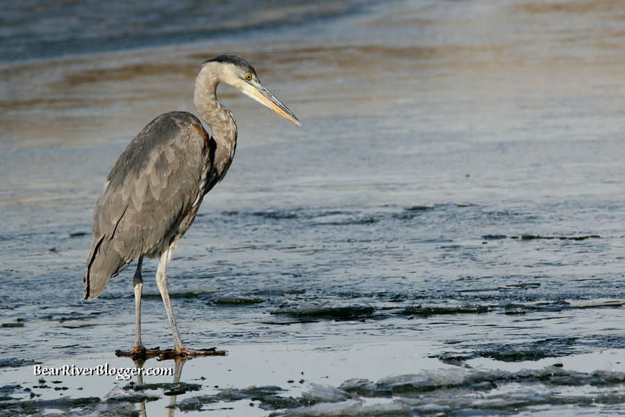 great blue heron standing on ice on the bear river migratory bird refuge