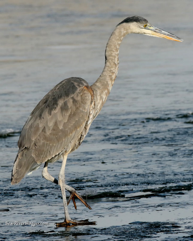 great blue heron on the bear river