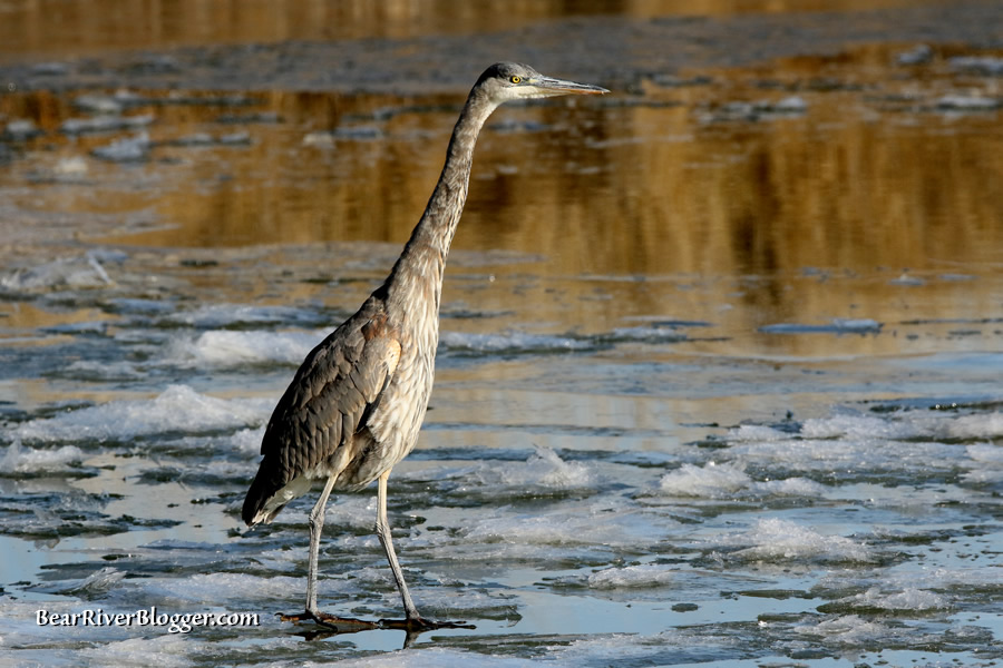 great blue heron standing on the ice on the bear river migratory bird refuge