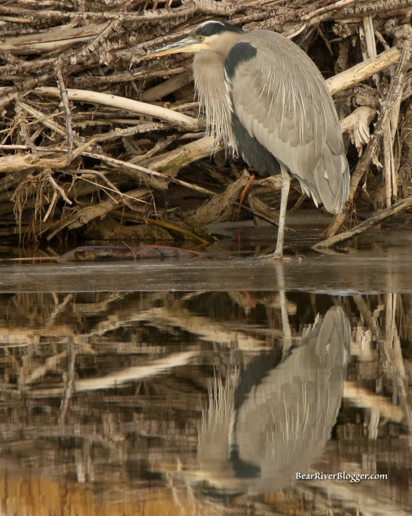 reflection of a great blue heron standing on the ice on the bear river migratory bird refuge