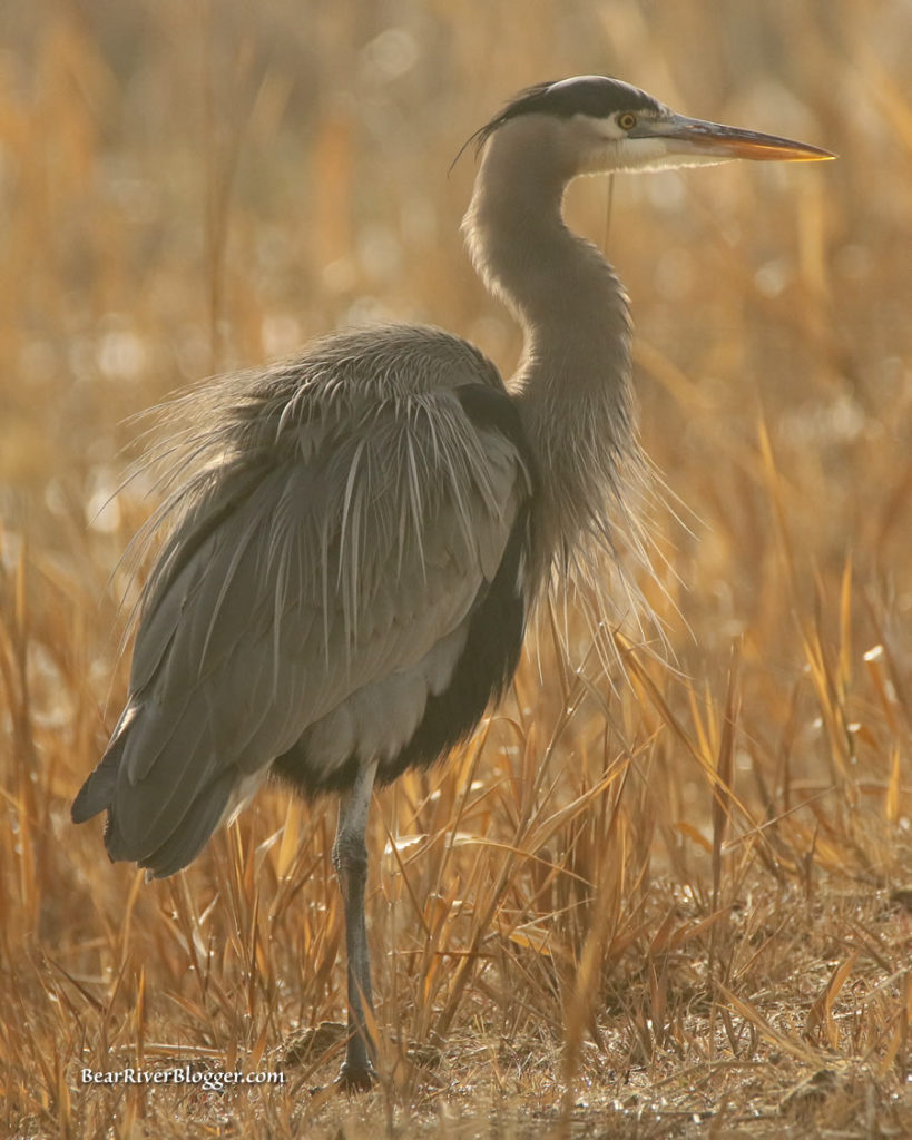 great blue heron standing on the bear river migratory bird refuge