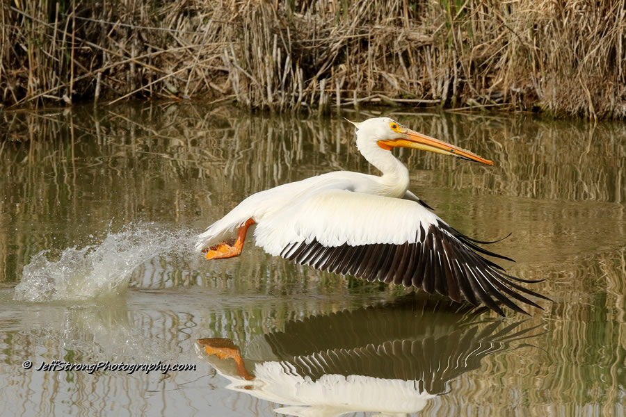 american white pelican on the bear river migratory bird refuge