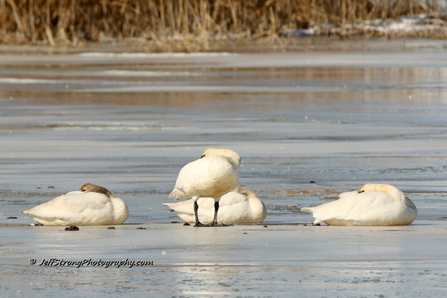 tundra swans standing on the ice on the bear river migratory bird refuge