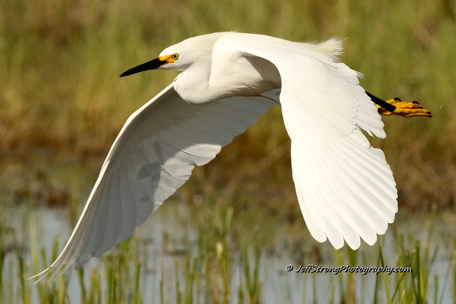snowy egret on the bear river migratory bird refuge