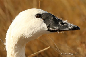 tundra swan