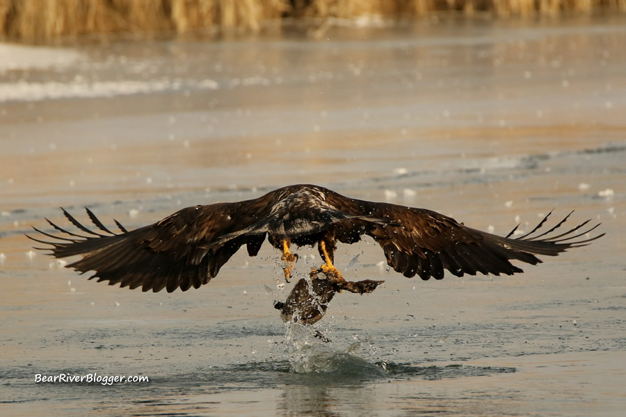 bald eagle on the bear river migratory bird refuge