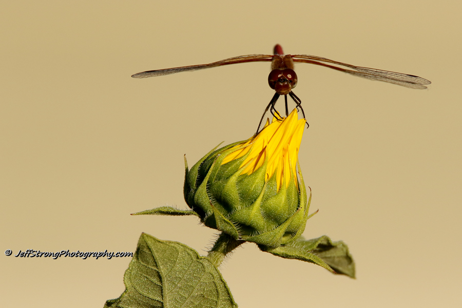 dragonfly on a sunflower