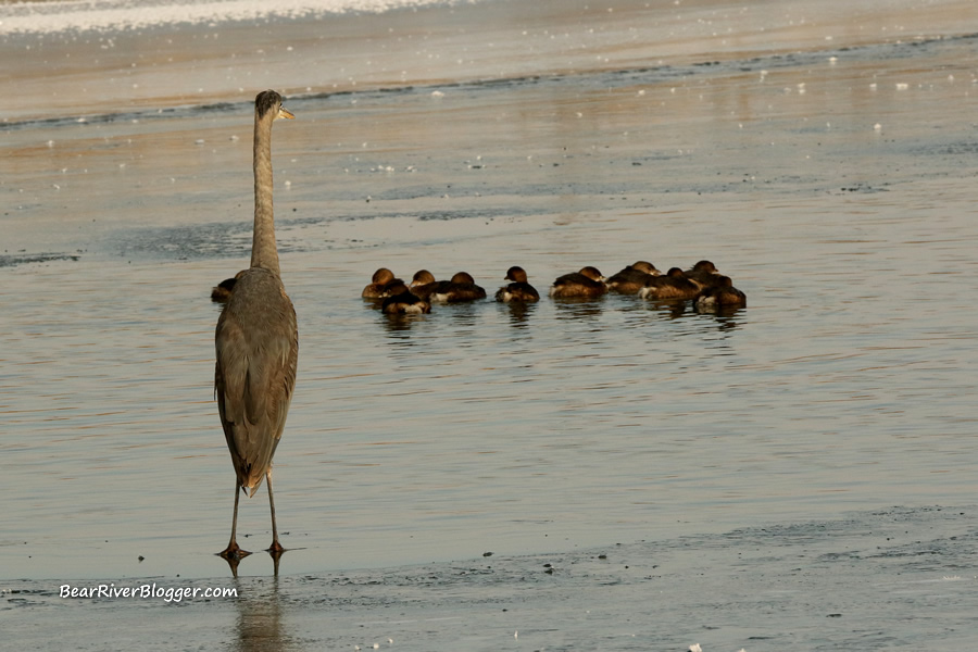 great blue heron and a flock of pied billed grebes on the bear river.