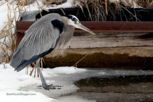 great blue heron on the bear river migratory bird refuge