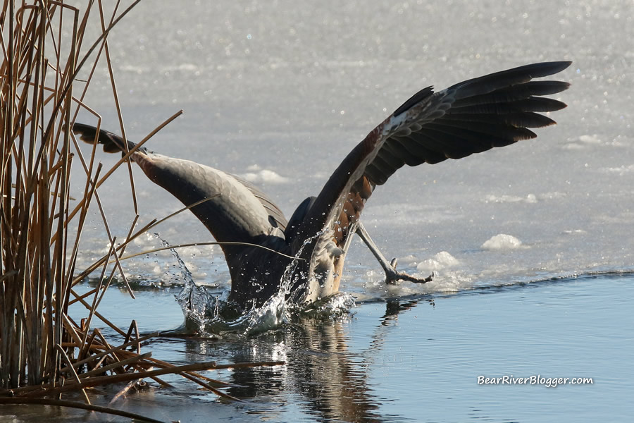 great blue heron plunging its' head into the water after a fish on the bear river migratory bird refuge.