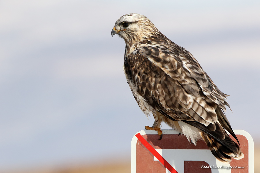 rough-legged hawk perched on a sign on the bear river migratory bird refuge