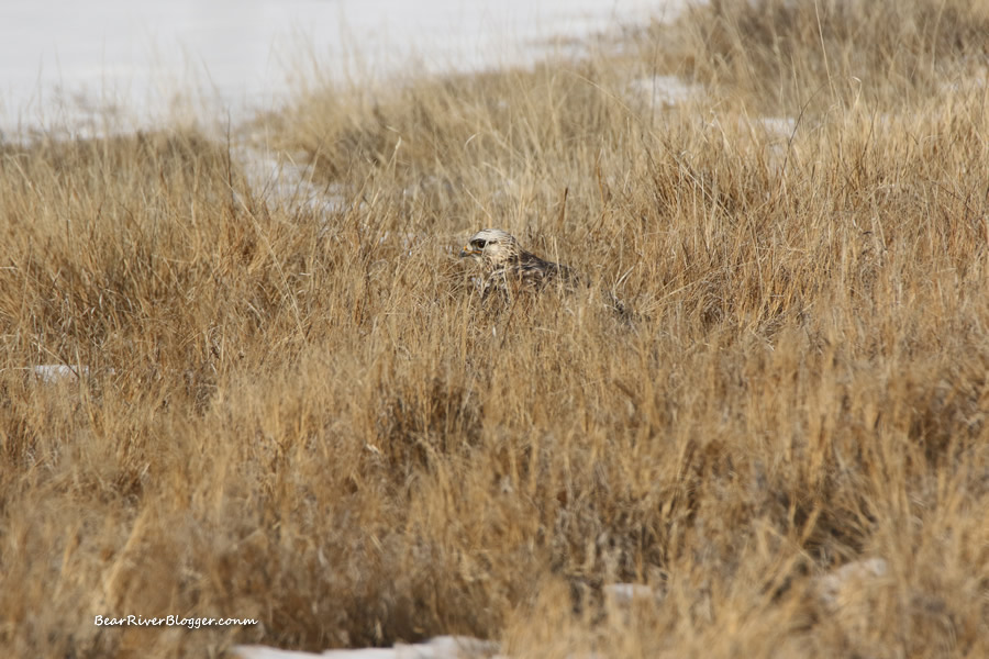 rough-legged hawk on the bear river migratory bird refuge