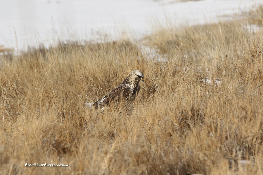 rough-legged hawk searching for prey on the bear river migratory bird refuge