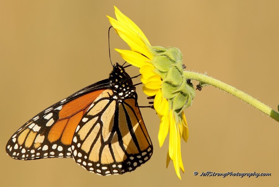 monarch butterfly on the bear river migratory bird refuge