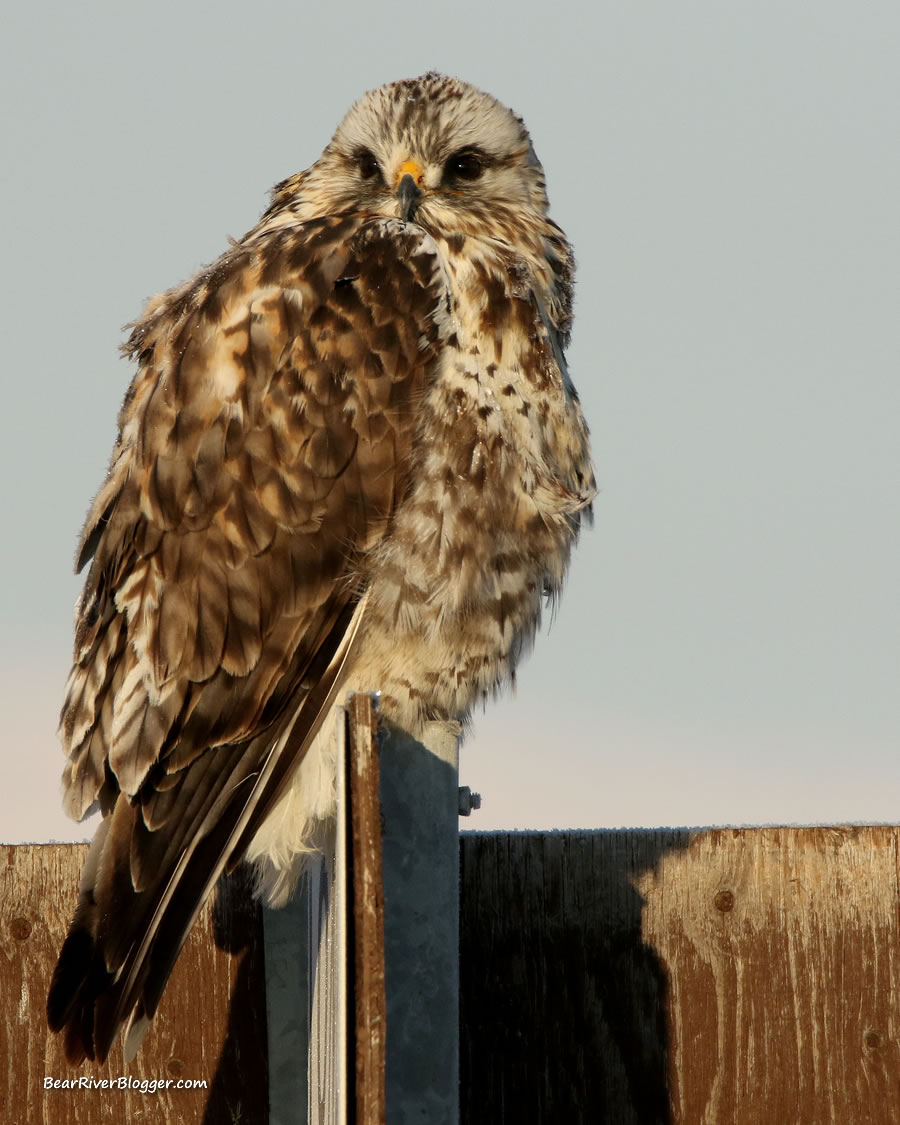 rough-legged hawk on the bear river migratory bird refuge