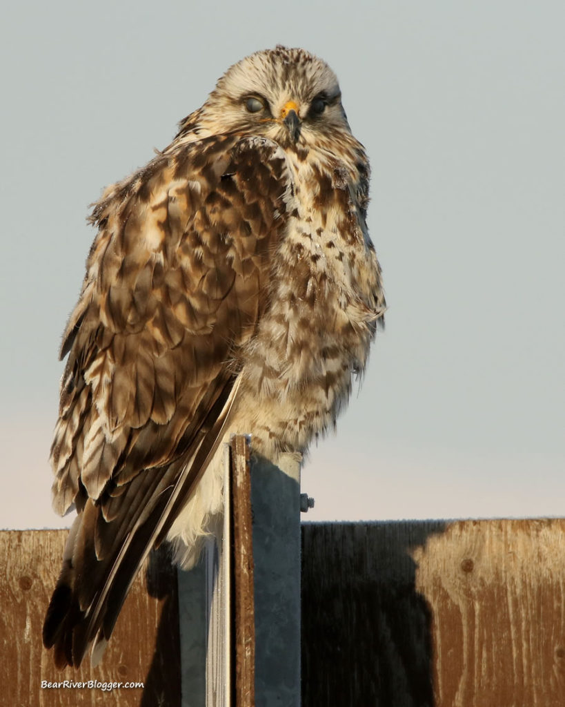 Rough-legged hawk sitting on a sign on the bear river migratory bird refuge.