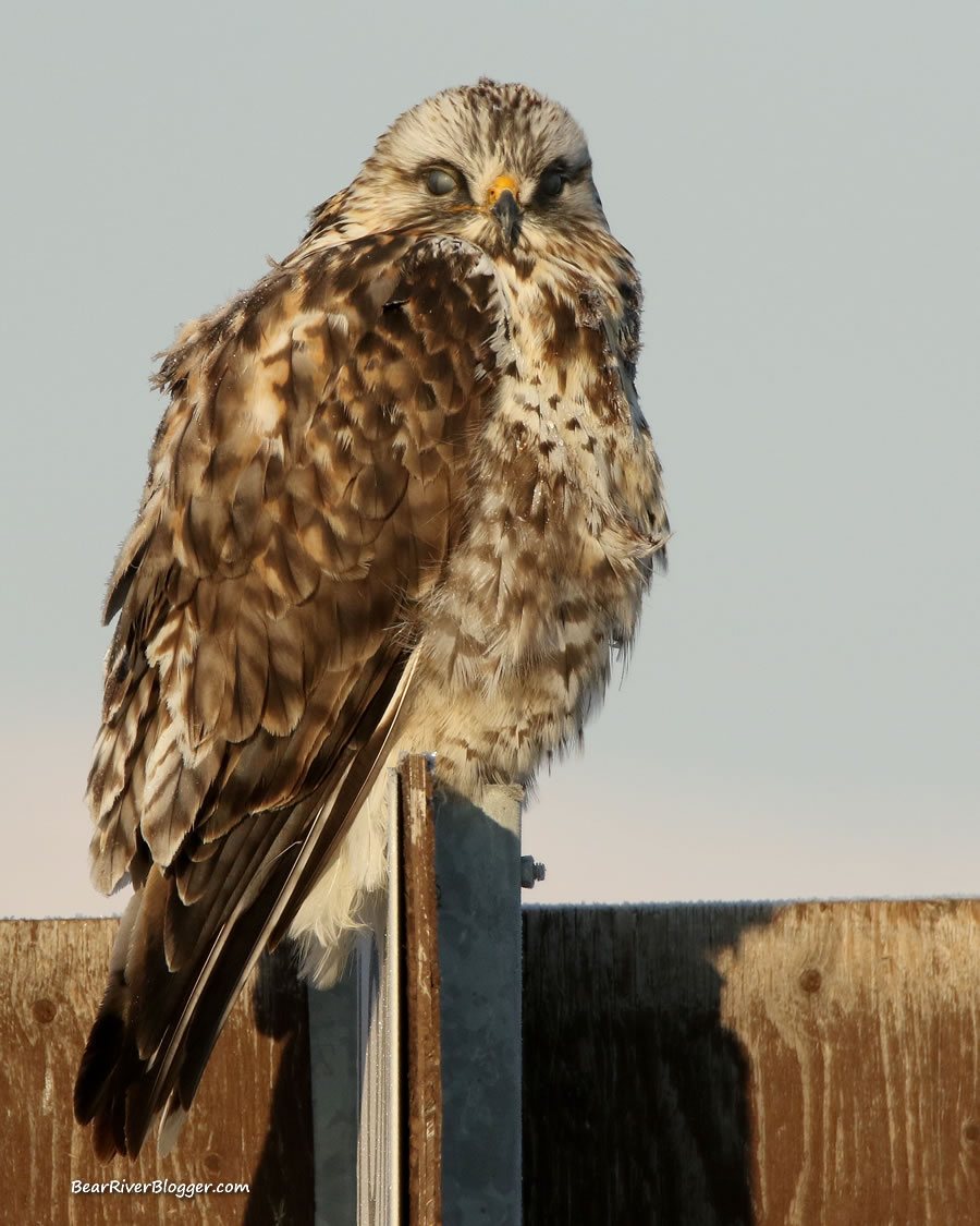 Visiting The Bear River Migratory Bird Refuge – Bear River Blogger