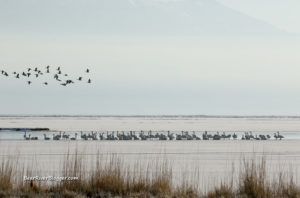 tundra swans on the bear river migratory bird refuge