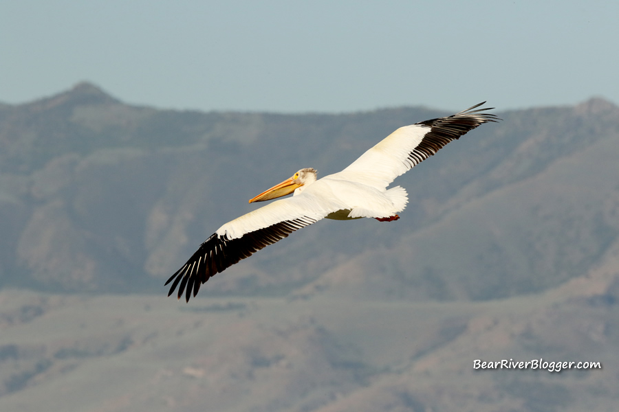 american white pelican flying over the bear river migratory bird refuge
