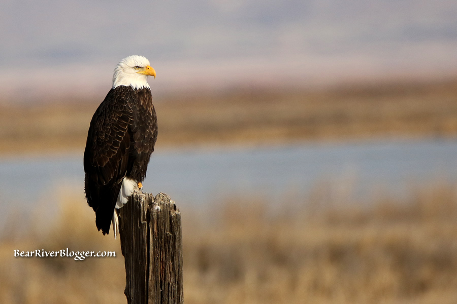 bald eagle on the bear river migratory bird refuge
