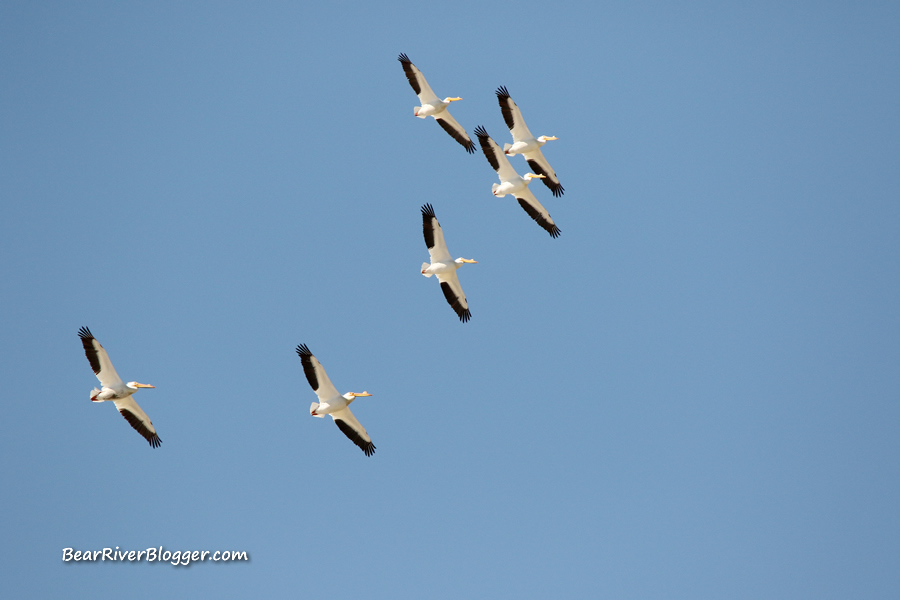 american white pelican soaring over the bear river migratory bird refuge