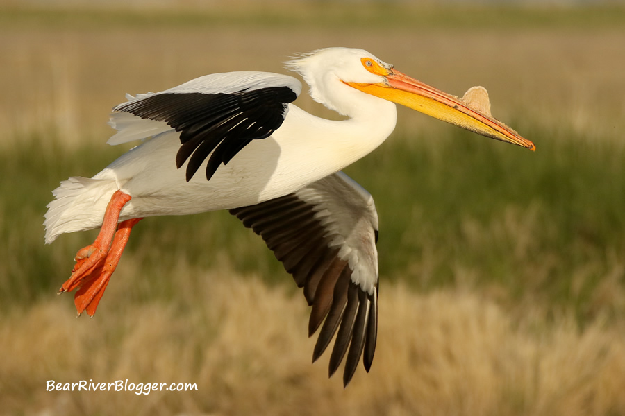 American white pelican coming in for a landing on the Bear River Migratory Bird Refuge.