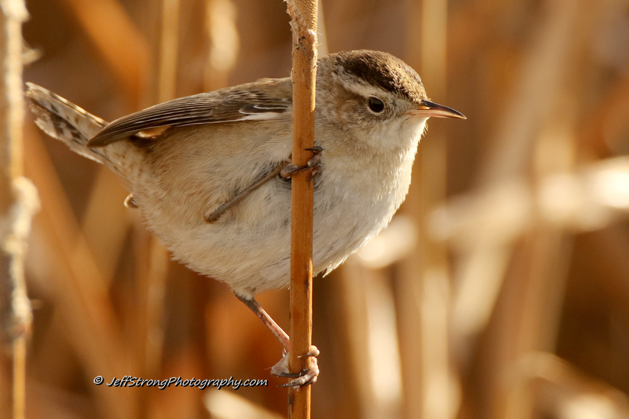 A marsh wren perched on a reed on the Bear River Migratory Bird Refuge.