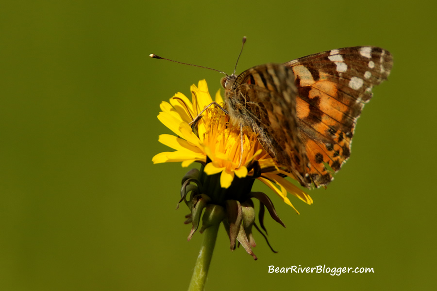 Painted lady butterfly on a dandelion. 