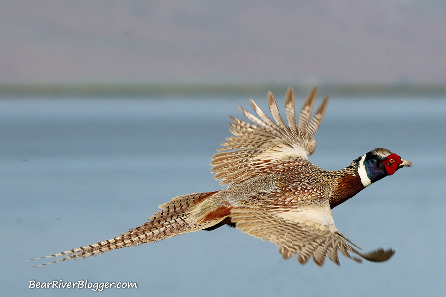 Rooster pheasant flying on the Bear River Migratory Bird Refuge.