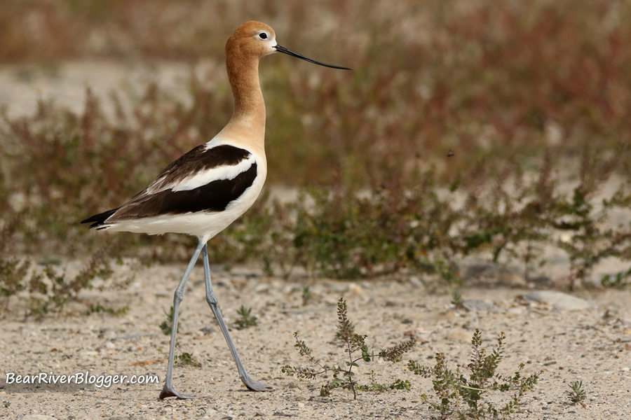 american avocet is a summer resident to the bear river migratory bird refuge
