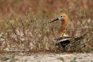 american avocet on a nest on the bear river migratory bird refuge