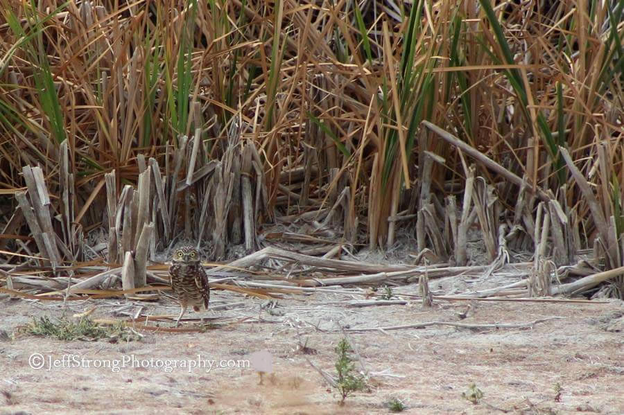 burrowing owl on the bear river migratory bird refuge