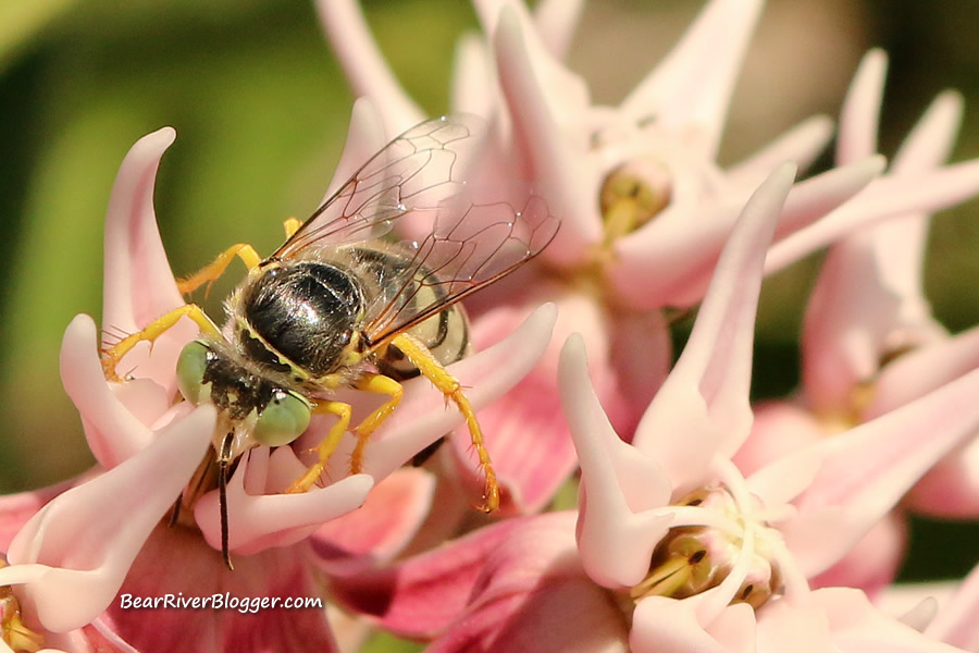 wasp on a milkweed plant.