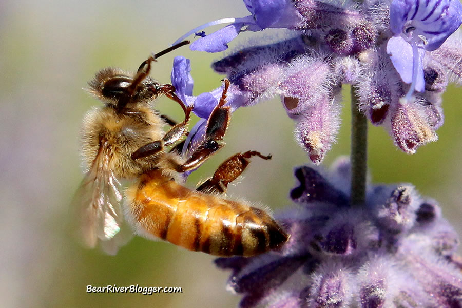 bee on a purple wildflower