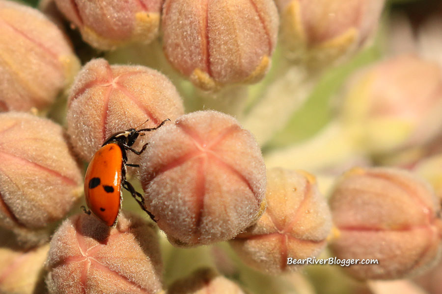 ladybug on a milkweed bloom.