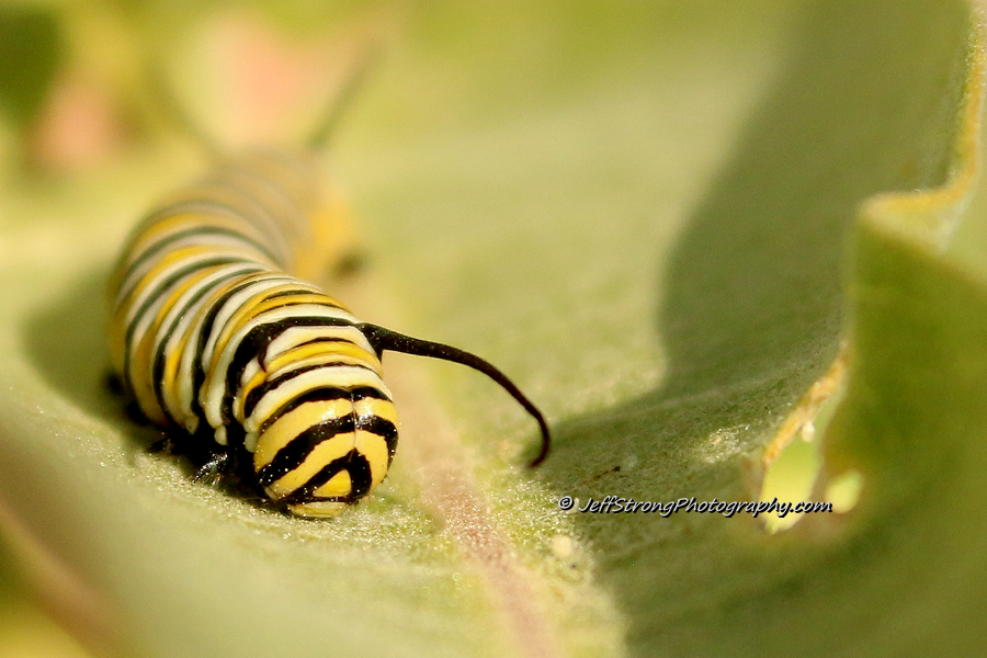 monarch caterpillar on a showy milkweed plant