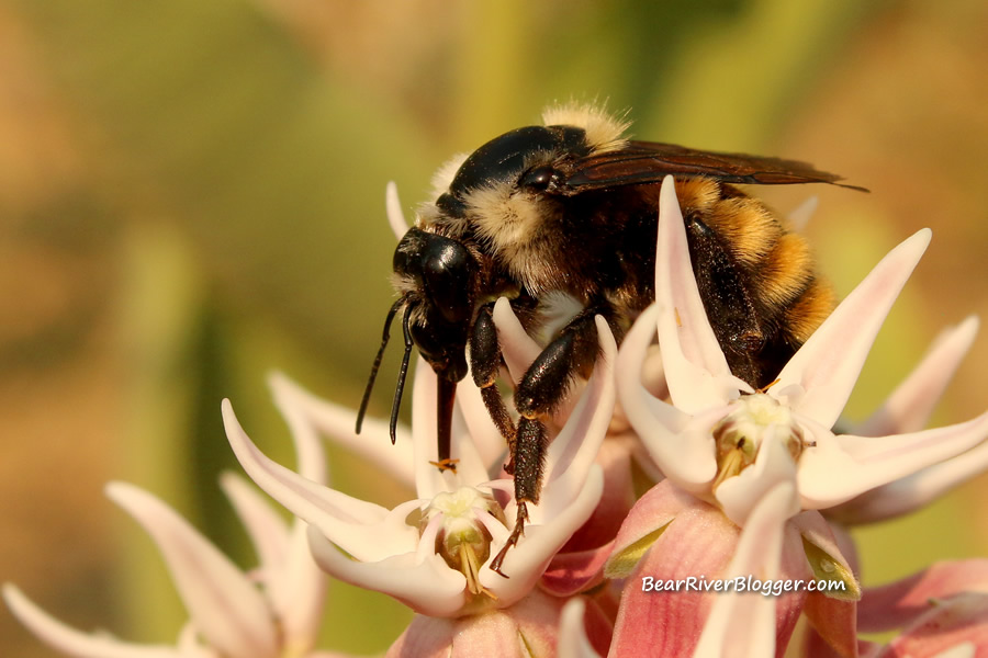 bumblebee on a milkweed bloom.