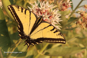 swallowtail butterfly on milkweed