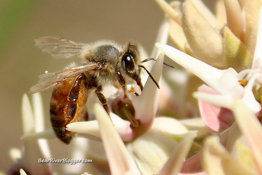 bee on milkweed