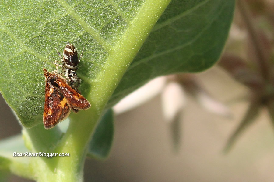spider eating a butterfly or moth on a milkweed plant