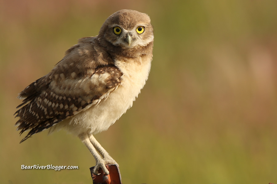 immature burrowing owl on a fence post