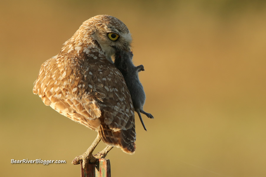burrowing owl after capturing a vole.