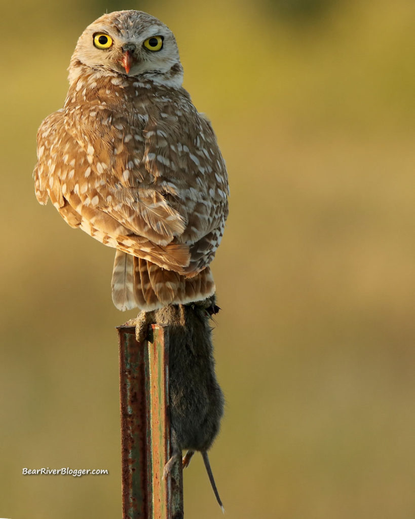burrowing owl with a vole