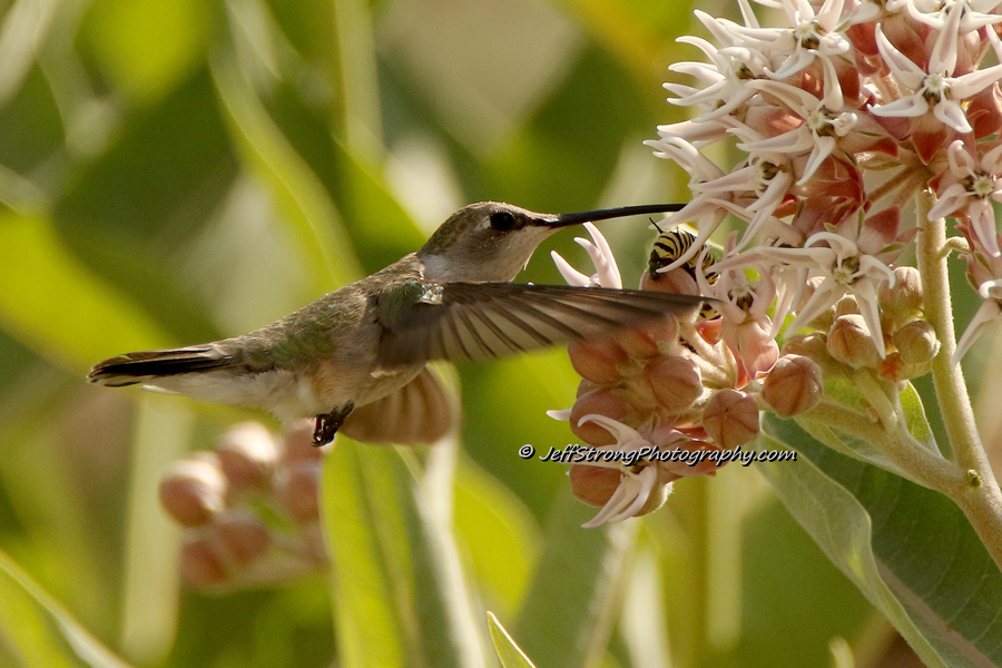 hummingbird nectaring on a showy milkweed.
