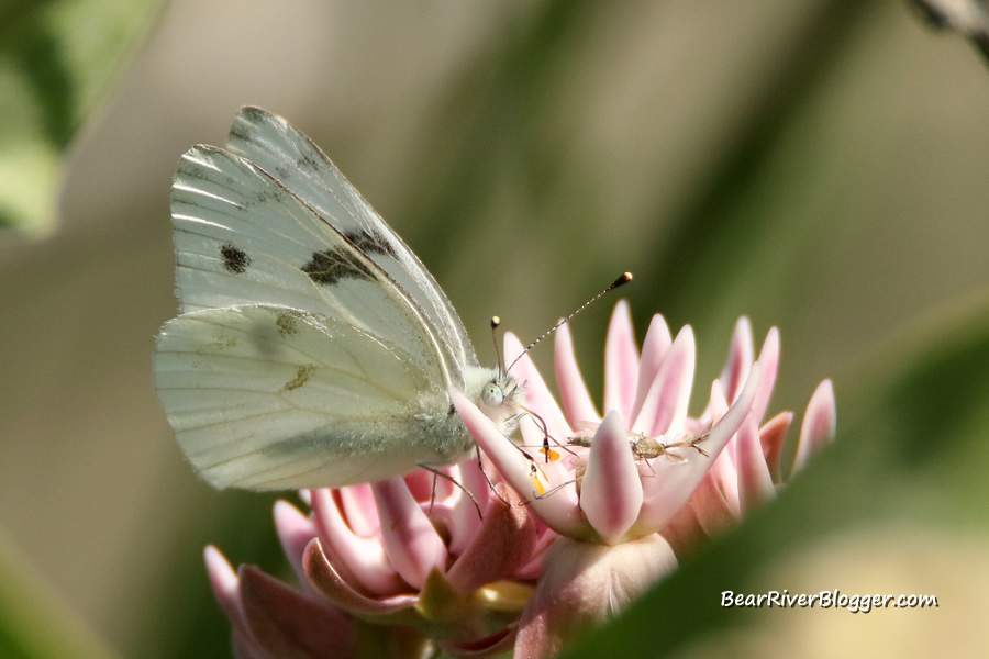 small butterfly on a showy mikweed plant