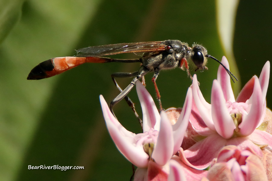 wasp on a milkweed.